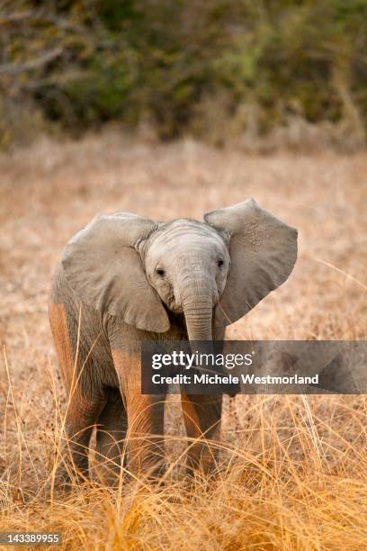 african elephant calf - jungtier stock-fotos und bilder