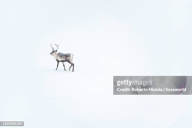 lone reindeer walking under a snow storm - icehorn stock pictures, royalty-free photos & images