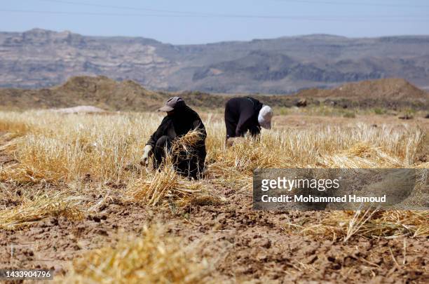 Farmer harvests wheat crops from a field on World Food Day, on the outskirts of Sana'a, on October 15, 2022 in Yemen. The UN’s deputy Emergency...