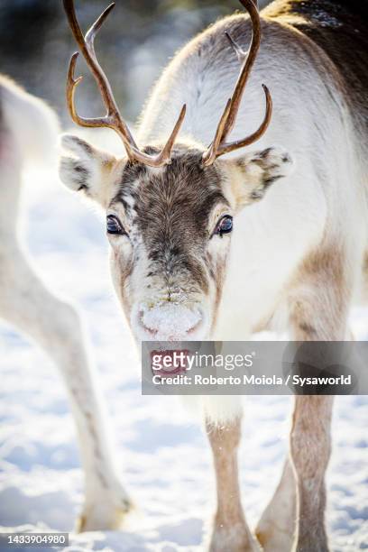 close up of reindeer in the snow, swedish lapland - rentier stock-fotos und bilder