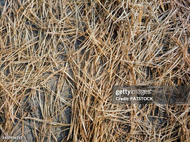 dried pine tree needles background. - sterbehilfe stock-fotos und bilder