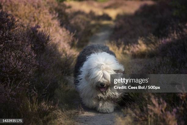 a old english sheepsheeppurebred trained dog on the grass - old english sheepdog stock pictures, royalty-free photos & images