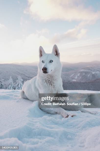 portrait of a white dog resting in snow covered land,moscow,russia - huskies stock-fotos und bilder