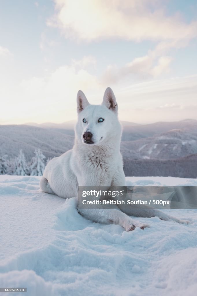 Portrait of a white dog resting in snow covered land,Moscow,Russia