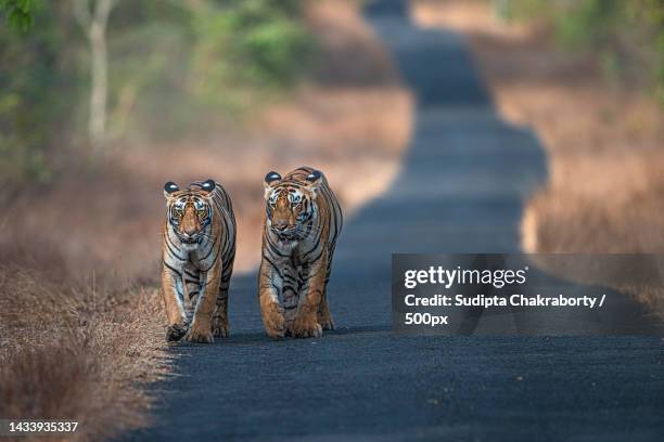 two zebras walking in south africa,india - animal joven fotografías e imágenes de stock