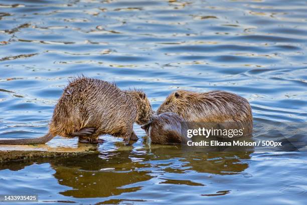 two mallard ducks - castoro foto e immagini stock