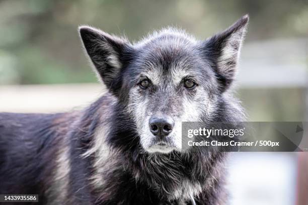 close-up portrait of bear,denali national park,united states,usa - auge close up ストックフォトと画像