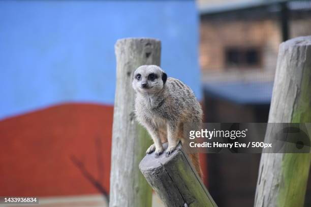 close-up of meerkat on wood,williamson park,united kingdom,uk - linda henry fotografías e imágenes de stock