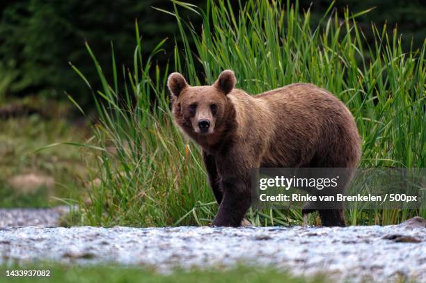 a brown grizzly eurasian brown bear walking in a coastal countryside,transylvania,romania - romania bear stock pictures, royalty-free photos & images