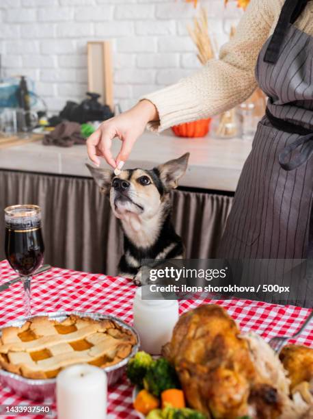 woman preparing thanksgiving dinner at home kitchen,giving her dog a piece of chicken to try - dog thanksgiving - fotografias e filmes do acervo