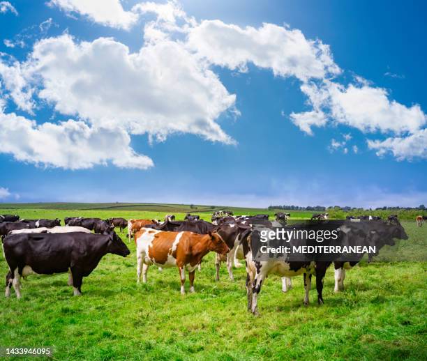 vaches frisonnes paissant dans une prairie britannique - champs et lait photos et images de collection