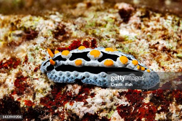 Phyllidia Phyllidia Sea Slug Photos and Premium High Res Pictures - Getty Images