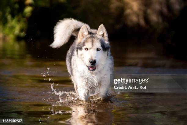 portrait of an alaskan malamute dog - alaskan malamute stockfoto's en -beelden