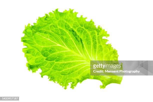 green leaf cabbage leaf isolate in white background - lettuce fotografías e imágenes de stock