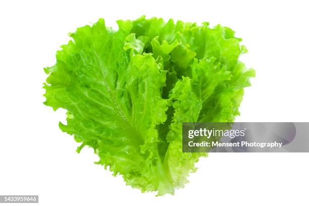 green cabbage leaf isolate in white background - lettuce texture stock pictures, royalty-free photos & images