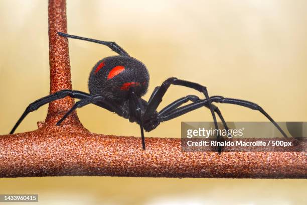 close-up of spider on metal,province of sassari,italy - black widow spider stock pictures, royalty-free photos & images