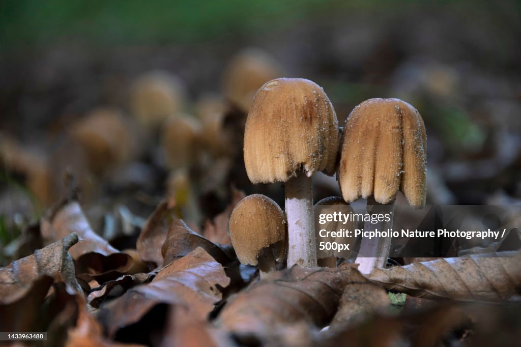 Close-up of mushrooms growing on tree trunk,Belgium