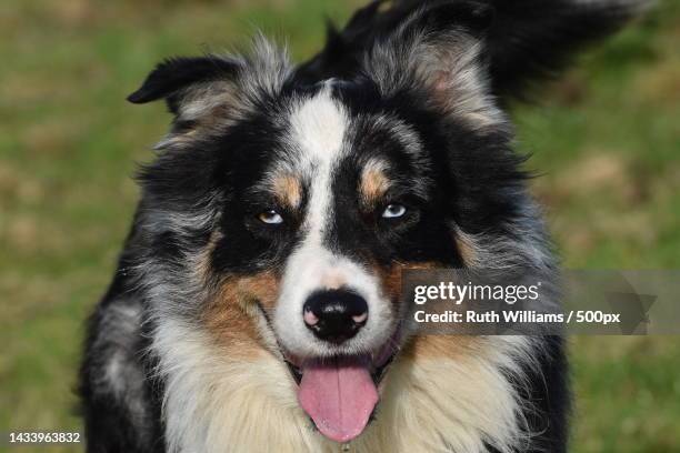 border collie at work,united kingdom,uk - australian shepherd dogs stock pictures, royalty-free photos & images
