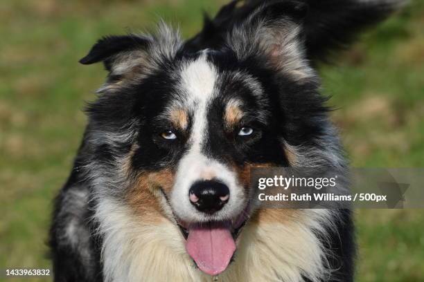 border collie at work,united kingdom,uk - australian shepherd - fotografias e filmes do acervo