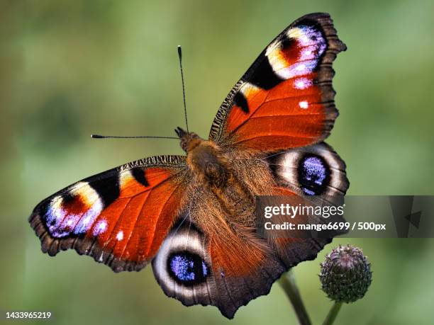 close-up of butterfly perching on flower,tumba,botkyrka,sweden - paon de jour photos et images de collection