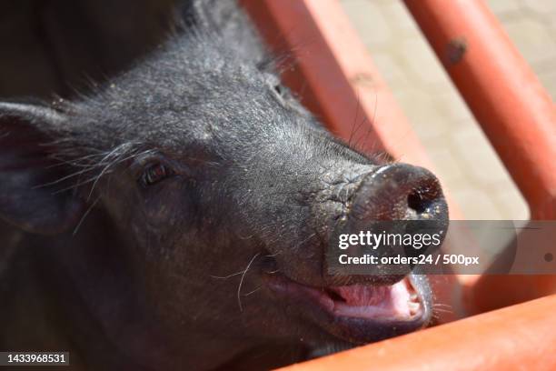 Cute Razorback Face 72 Razorback Hog Stock Photos, High-Res Pictures, and Images - Getty Images
