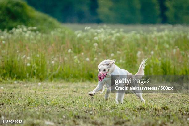 Saluki Dog In White Shirt Running And Chasing Lure In The Field On Coursing Competition Estonia, Stock-Foto