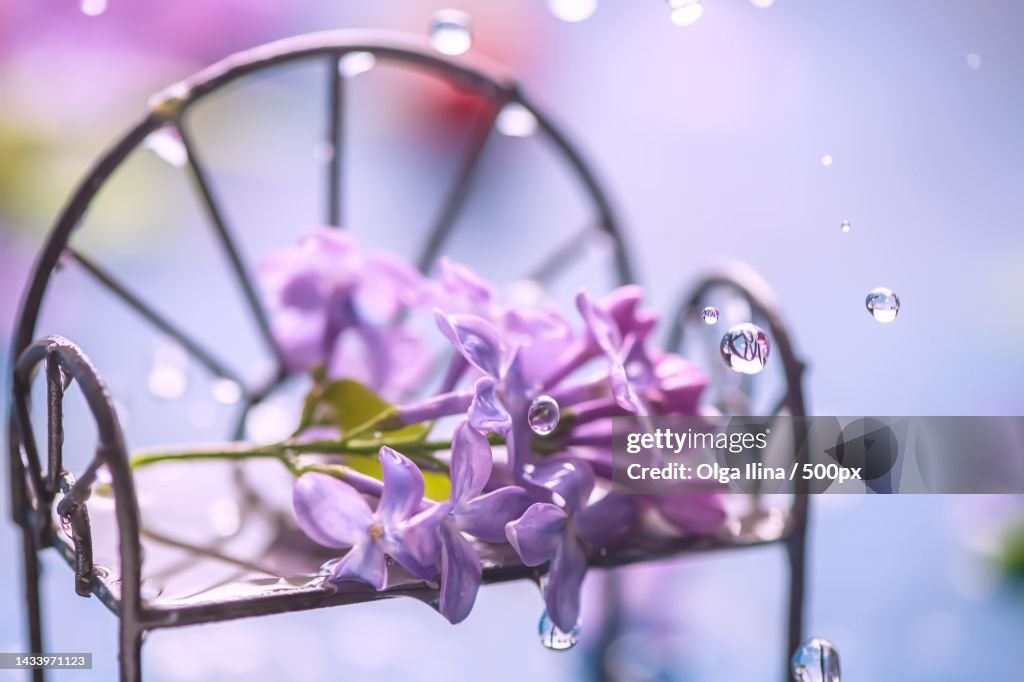 Lilac on a bench in the rain spring card
