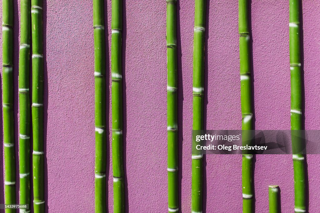 Abstract bright background of pink wall and green bamboo stripes