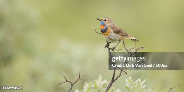 close-up of robin perching on plant,oppdal,norway - details geel stock pictures, royalty-free photos & images