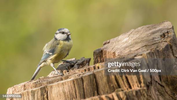 close-up of songtitmouse perching on wood,diepenbeek,belgium - details geel stock pictures, royalty-free photos & images