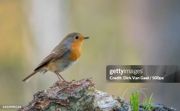 close-up of robin perching on wood,diepenbeek,belgium - details geel stock pictures, royalty-free photos & images