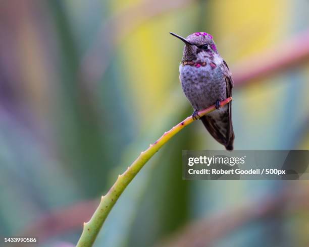 close-up of hummingannas hummingbird perching on plant,montecito,california,united states,usa - annas hummingbird stock pictures, royalty-free photos & images