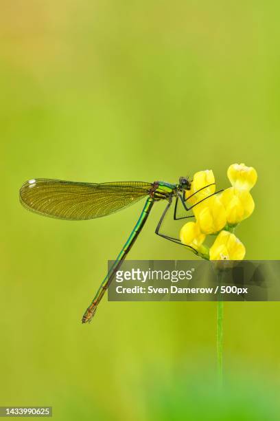 close-up of dragonfly on plant - libellule photos et images de collection