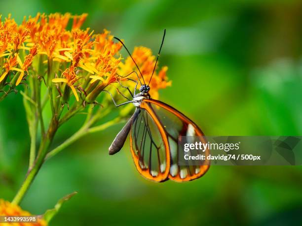 close-up of butterfly pollinating on flower,costa rica - pollination stock pictures, royalty-free photos & images