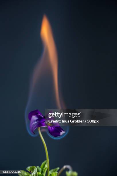 vertical closeup of a violet flower on fire isolated on dark background,cape town,south africa - cape town fire stock pictures, royalty-free photos & images