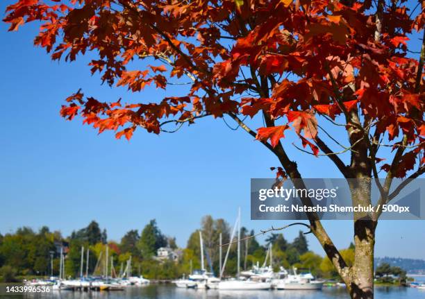 scenic view of lake against clear sky,seattle,washington,united states,usa - fall in seattle fotografías e imágenes de stock