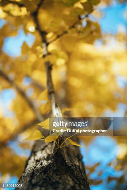 autumn in beijing - gingko stock-fotos und bilder