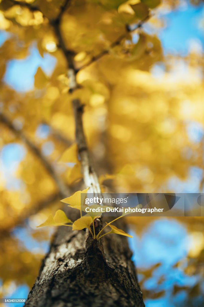 Autumn in Beijing