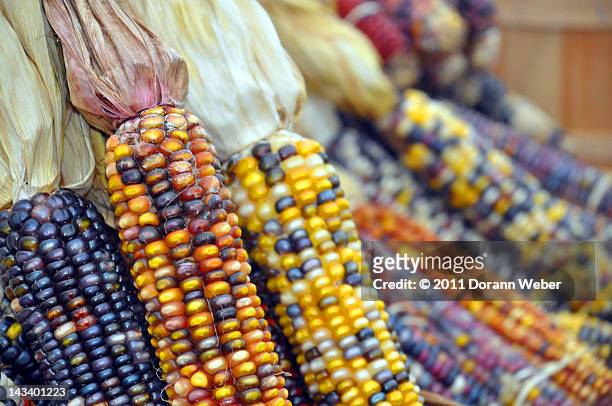 multi colored  autumn indian corn - maíz criollo fotografías e imágenes de stock