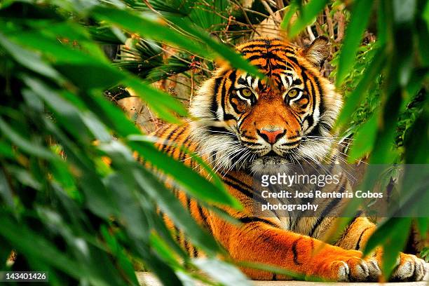 bengala tiger - panthera tigris tigris stock pictures, royalty-free photos & images