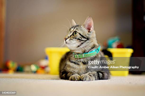 cat sitting - pet collar stock-fotos und bilder