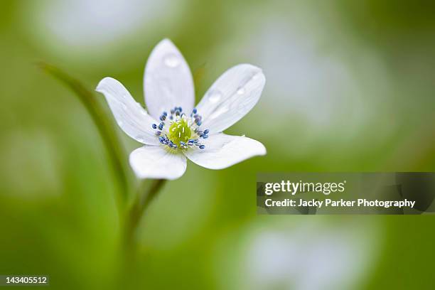 anemone rivularis - rivularis stock pictures, royalty-free photos & images