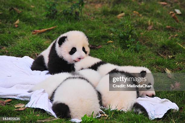 baby pandas - baby panda stock pictures, royalty-free photos & images