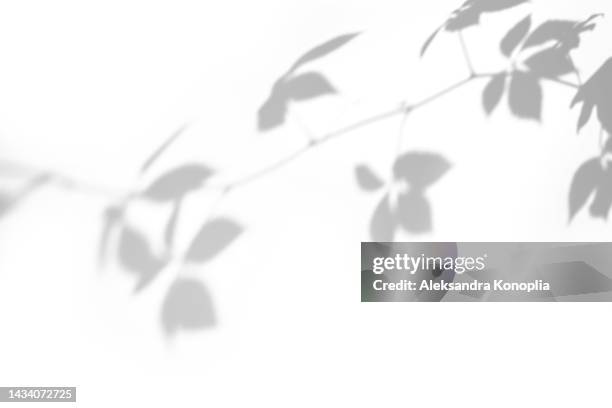 shadows of wild vine leaves on a white wall - ombre photos et images de collection