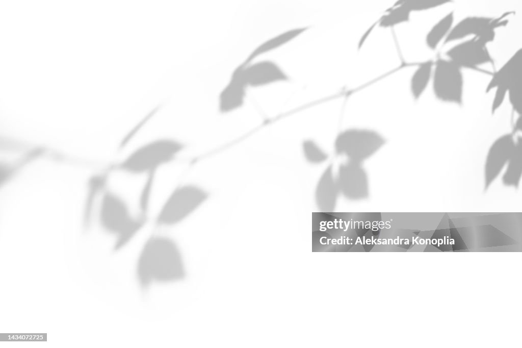 Shadows of wild vine leaves on a white wall