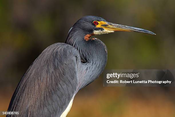 tri colored heron - boynton beach stock pictures, royalty-free photos & images