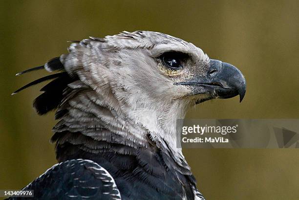 gavião-real  ( harpia harpyja ) - harpy eagle 個照片及圖片檔