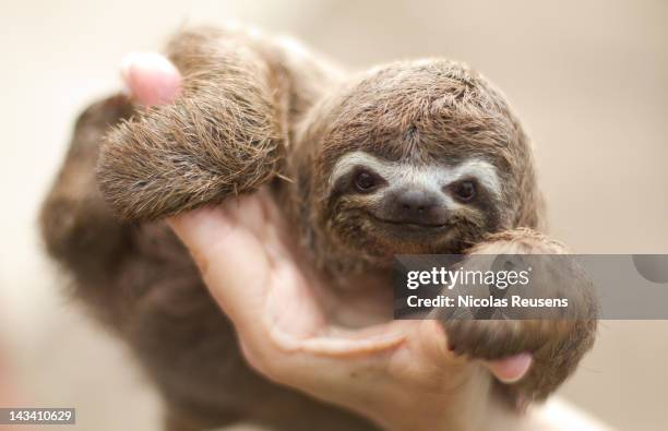 bradypus tridactylus - eén dier stockfoto's en -beelden