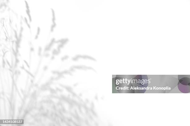 gray shadows of grass and grass on white wall - ombre au premier plan photos et images de collection