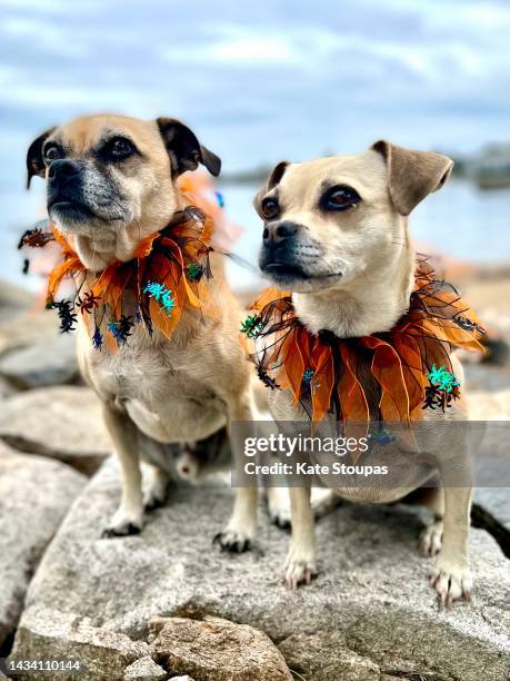 dogs in halloween costumes - huisdierenkleding stockfoto's en -beelden